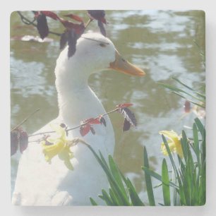 Dessous-de-verre En Pierre Canard blanc dans le Dessous de verre des jonquill