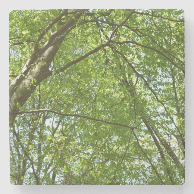 Dessous-de-verre En Pierre Canopée du printemps Feuille Green Nature Scene (Devant)