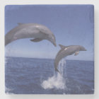 Caraïbes, dauphins à gros nez