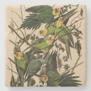 Dessous-de-verre En Pierre Carolina Parrot de Audubon's Birds of America