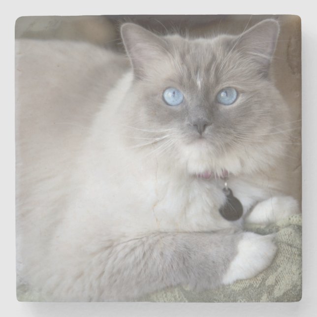 Dessous-de-verre En Pierre Chat femelle de Ragdoll (Devant)