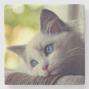 Dessous-de-verre En Pierre Chaton de Ragdoll