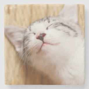 Dessous-de-verre En Pierre Chaton de sommeil