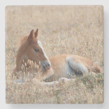 Cheval sauvage du Foal Mustang