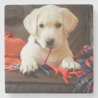 Chiot des images | de Getty sur un sofa
