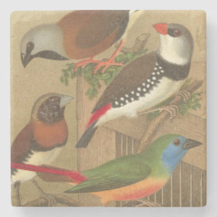 Dessous-de-verre En Pierre Cinq oiseaux de compagnie colorés perchés sur une 