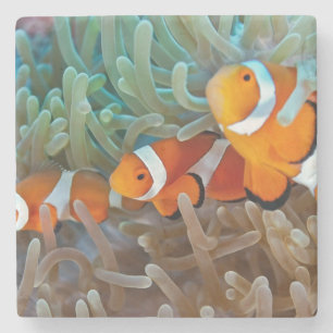 Dessous-de-verre En Pierre Clownfish