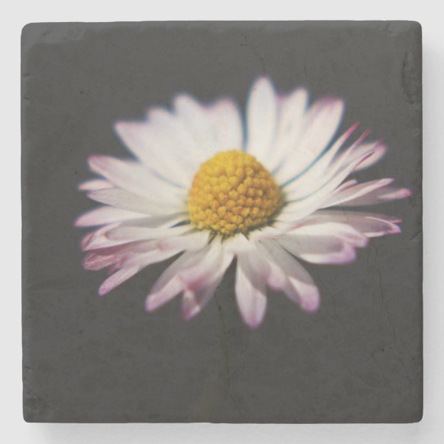Dessous-de-verre En Pierre Coastère de la marguerite commune (Devant)