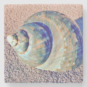 Dessous-de-verre En Pierre Coquillage de Welk de mer