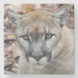 Dessous-de-verre En Pierre Cougar, lion de montagne, panthère de Floride, Pum