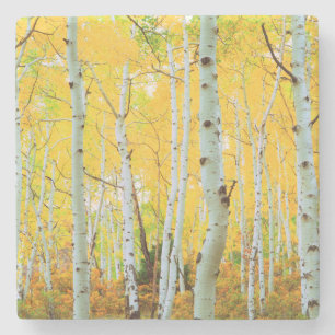 Dessous-de-verre En Pierre Couleurs d'automne des arbres d'Aspen 1