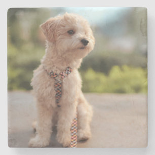 Dessous-de-verre En Pierre Créez Votre Propre Photo de Chien/Chat Personnalis