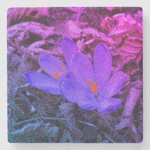 Dessous-de-verre En Pierre Crocus de bois à fleurs violettes