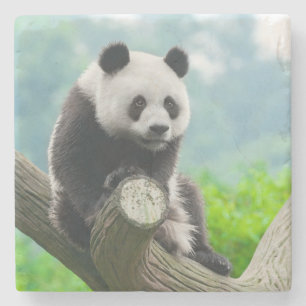 Dessous-de-verre En Pierre Cudly Panda Bear assise sur une branche d'arbre