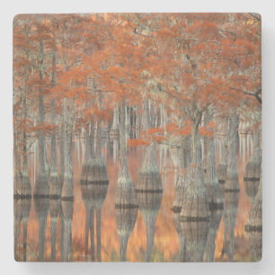 Dessous-de-verre En Pierre Cyprès George Smith State Park, Géorgie