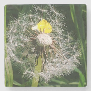 Dessous-de-verre En Pierre Dandelion mignon