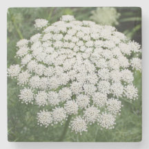 Dentelle de la reine Anne, Fleur sauvage blanche
