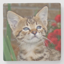 Dessous de verre Carré Savannah Cat