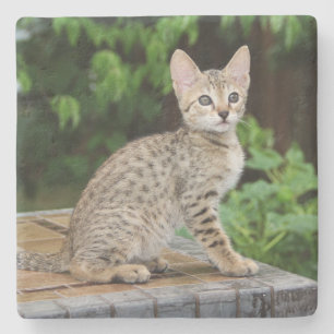 Dessous-de-verre En Pierre Dessous de verre Carré Savannah Cat