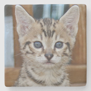 Dessous-de-verre En Pierre Dessous de verre Carré Savannah Cat