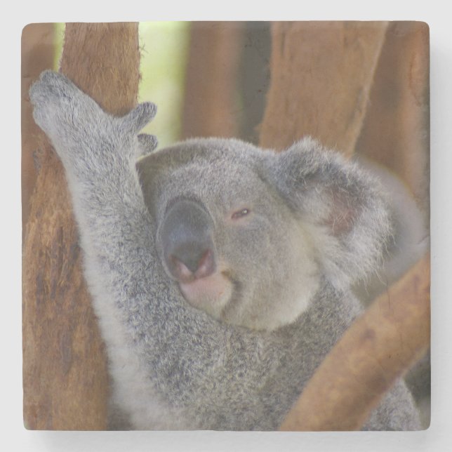 Dessous-de-verre En Pierre Dessous de verre de Koala (Devant)