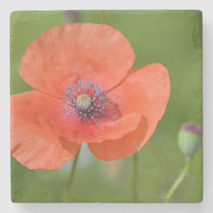 Dessous-de-verre En Pierre Dessous de verre de pierre de poppy