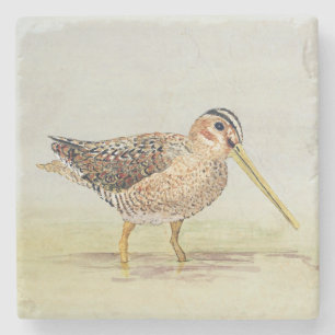 Dessous-de-verre En Pierre Dessous de verre de Snipe commun