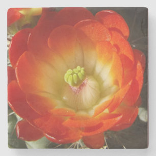 Dessous-de-verre En Pierre Dessous de verre en pierre de cactus orange