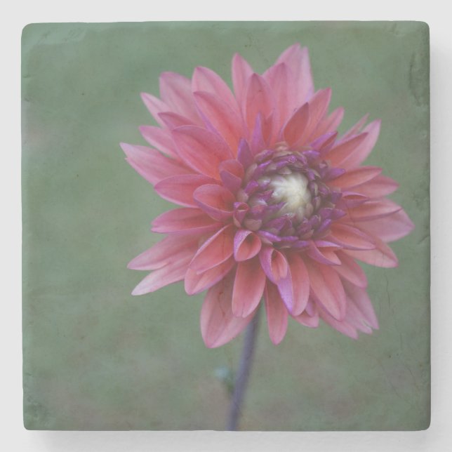 Dessous-de-verre En Pierre Dessous de verre en pierre du dahlia 2 roses (Devant)