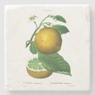 DESSOUS-DE-VERRE EN PIERRE DESSOUS DE VERRE EN PIERRE : GRAISSES : REDOUTÉ