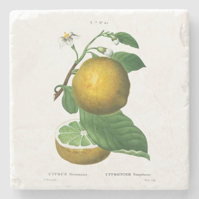 DESSOUS-DE-VERRE EN PIERRE DESSOUS DE VERRE EN PIERRE : GRAISSES : REDOUTÉ (Devant)