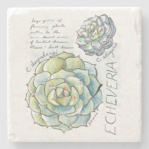 Dessous de verre succulents de pierre