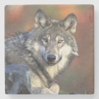 Dessous de verre Wolf Stone