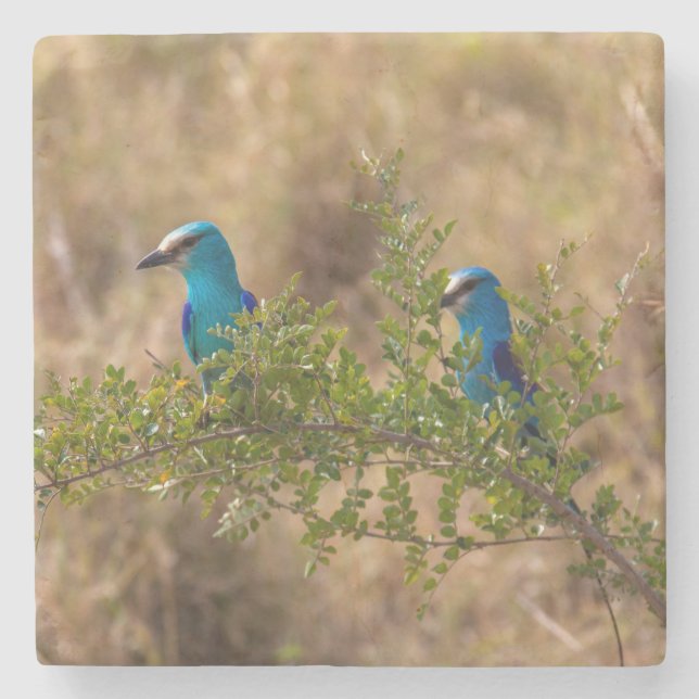 Dessous-de-verre En Pierre Deux Beaux Oiseaux Bleus sur une branche (Devant)