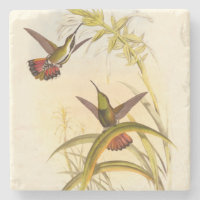 Deux colibris colorés qui veulent la même fleur