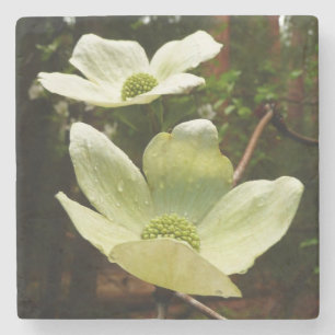 Dessous-de-verre En Pierre Dogwoods et séquoias dans le parc national Yosemit