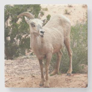 Dessous-de-verre En Pierre Drôle Mouton de Bighorn dans le parc national Zion