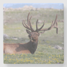 Elk dans le Parc national des Rocheuses