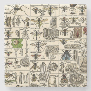 Dessous-de-verre En Pierre Entomologie vintage