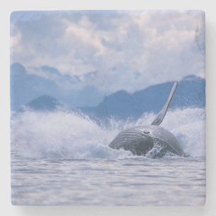 Dessous-de-verre En Pierre États-Unis, Alaska, Tongass National Forest, Bossu