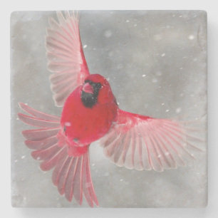 Dessous-de-verre En Pierre États-Unis, Indiana, Indianapolis. Un cardinal mâl