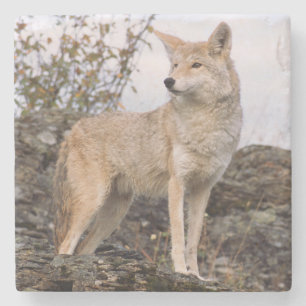Dessous-de-verre En Pierre États-Unis, Montana, Kalispell. Coyote à Triple D