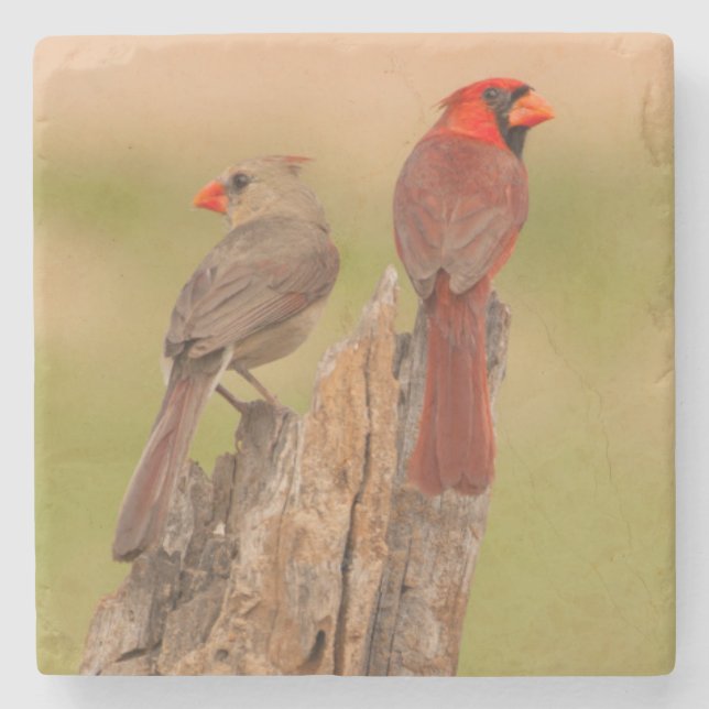 Dessous-de-verre En Pierre États-Unis, Texas, comté de Hidalgo. Couple de car (Devant)