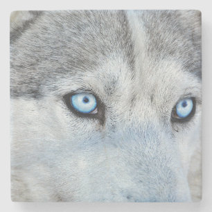 Dessous-de-verre En Pierre Fermez Sibérie Husky avec les yeux bleus