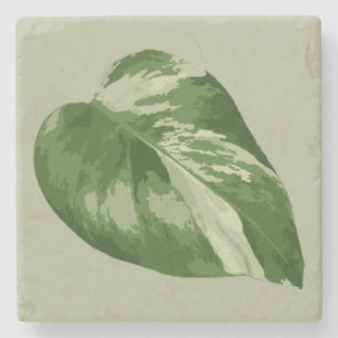 Dessous-de-verre En Pierre Feuille de Monstera panachée – Art de plante réell