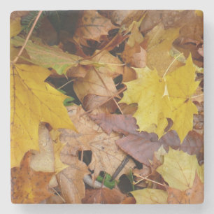 Dessous-de-verre En Pierre Feuilles de Érable Tombées Jaune Automne Nature