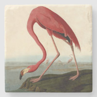 Flamant rose américain d'Audubon