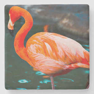 Dessous-de-verre En Pierre Flamant rose rose Oiseau Photo Belle Gras Moderne