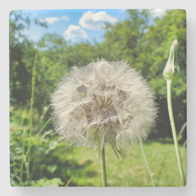 Dessous-de-verre En Pierre Fleur sauvage Goatsbeard (Devant)