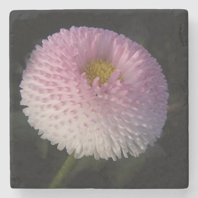 Dessous-de-verre En Pierre flowers on black - rosa bellis (Devant)